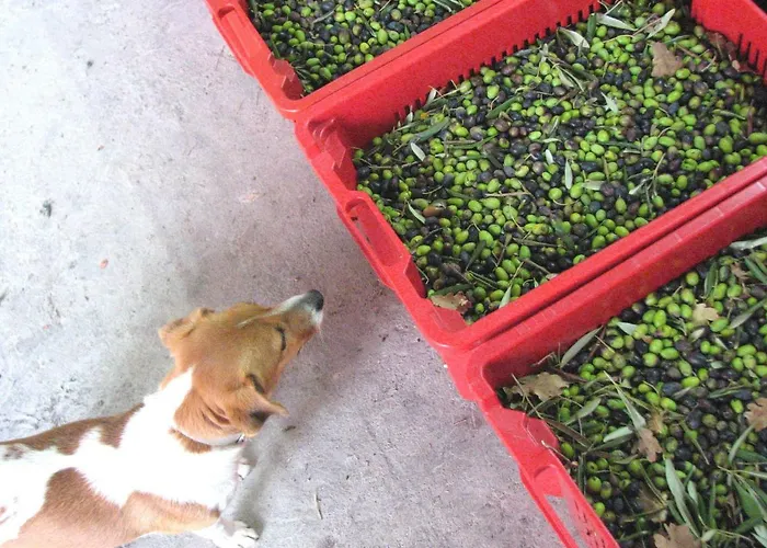 Vacanze Borgo Faraldi Apartman